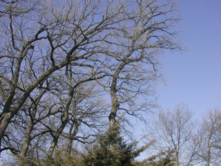 atwinterphotocompressedfor website.jpg